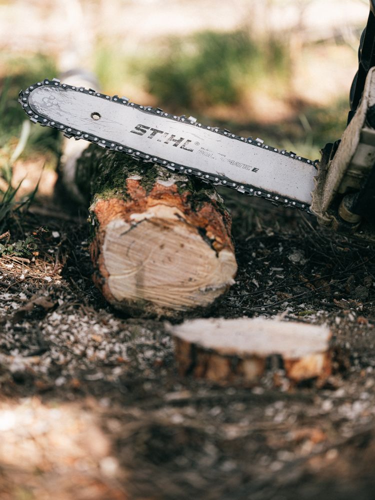 Ironwood arborist at work